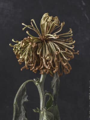 Kreetta_jarvenpaa_Dried_Chrysanthemum
