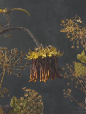 Kreetta_jarvenpaa_Sunflower